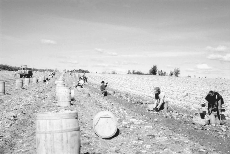 Récolte des patates dans les années 1950 (am_2395)