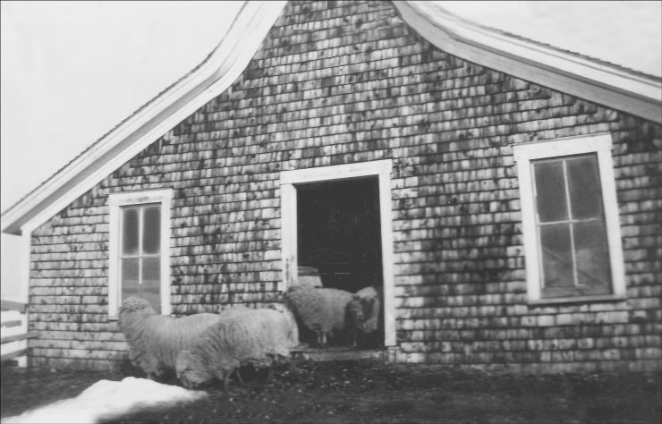 Moutons de la ferme d’Albert Ouellette (am_2357)